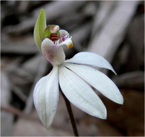 Petalochilus maritima - Angahook Caladenia.jpg